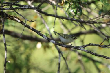 Blyth yaprak bülbülü (Phylloscopus reguloides), yaprak bülbülü (Phylloscopidae) familyasından bir kuş türü. Bu fotoğraf Kuzey Hindistan 'da çekildi..
