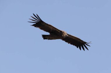 Himalaya akbabası (Gyps himalayensis) veya Himalaya griffon akbabası Himalayalar 'a özgü bir Eski Dünya akbabasıdır..
