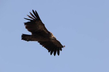 Himalaya akbabası (Gyps himalayensis) veya Himalaya griffon akbabası Himalayalar 'a özgü bir Eski Dünya akbabasıdır..