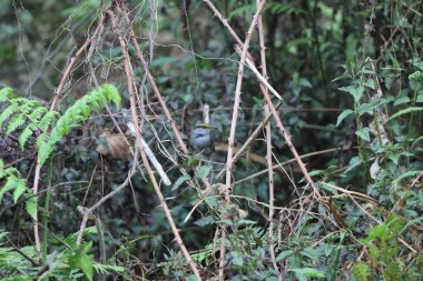Gri karınlı tesia (Tesia siyaniventer), Cettiidae familyasından bir ötleğen türü. Bu fotoğraf Kuzey Hindistan 'da çekildi..