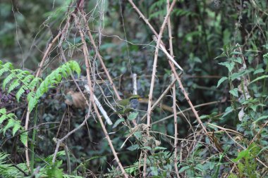 Gri karınlı tesia (Tesia siyaniventer), Cettiidae familyasından bir ötleğen türü. Bu fotoğraf Kuzey Hindistan 'da çekildi..