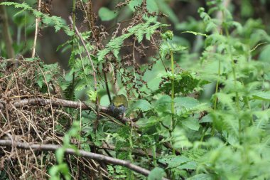 Gri karınlı tesia (Tesia siyaniventer), Cettiidae familyasından bir ötleğen türü. Bu fotoğraf Kuzey Hindistan 'da çekildi..