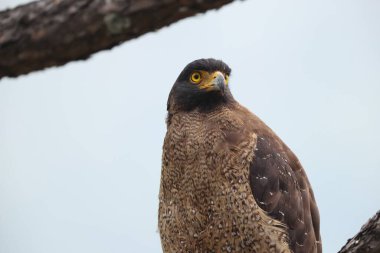  Armalı yılan kartalı (