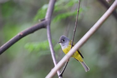 Gri başlı kanarya-sinekkapan (Culicicapa ceylonensis), tropikal Asya 'da bulunan bir kuş türüdür.. 