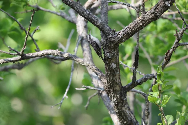 Çubuk kuyruklu ağaç bekçisi (Certhia himalayana), Certhiidae familyasından bir kuş türü. Bu fotoğraf Kuzeybatı Hindistan 'da çekildi..