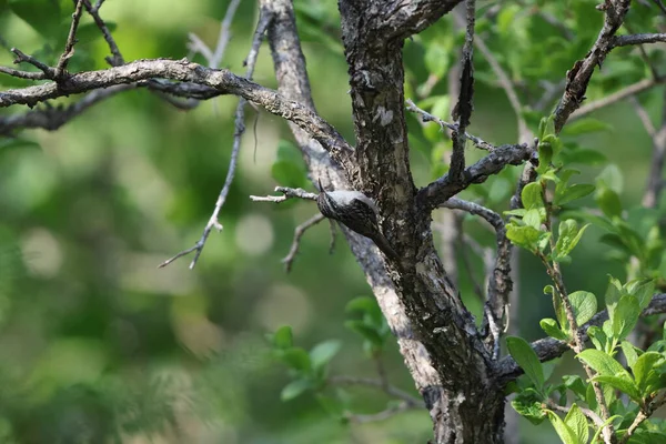 Çubuk kuyruklu ağaç bekçisi (Certhia himalayana), Certhiidae familyasından bir kuş türü. Bu fotoğraf Kuzeybatı Hindistan 'da çekildi..