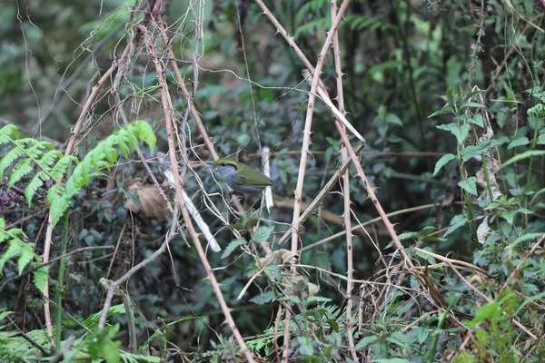 Gri karınlı tesia (Tesia siyaniventer), Cettiidae familyasından bir ötleğen türü. Bu fotoğraf Kuzey Hindistan 'da çekildi..