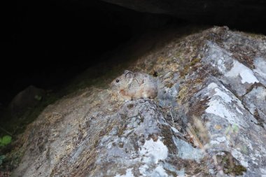 Royle 'un Pika' sı (