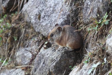 Royle 'un Pika' sı (