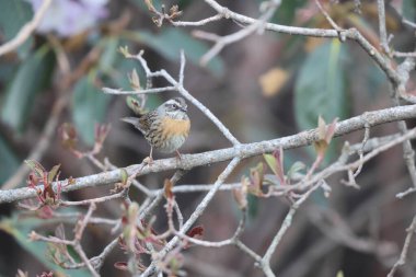 Prunella strophiata, Prunellidae familyasının Prunellidae familyasından bir kuş türü..