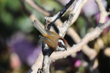 Beyaz kaşlı fulvetta (Fulvetta vinipectus kangrae), Paradoxornithidae familyasından bir kuş türü. Bu fotoğraf Kuzeybatı Hindistan 'da çekildi..