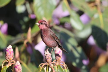  Koyu göğüslü gül sineği (Procarduelis nipalensis), ispinozgiller (Procarduelis) familyasından bir kuş türü. Bu fotoğraf Kuzey Hindistan 'da çekildi..