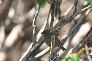 Pembe kaşlı gül gülü (
