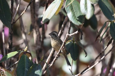 Pembe kaşlı gül gülü (