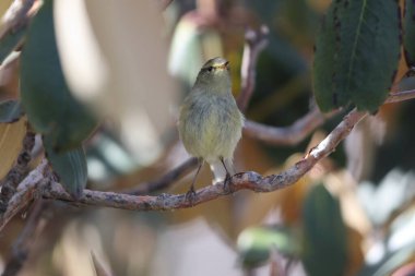 Blyth yaprak bülbülü (Phylloscopus reguloides), yaprak bülbülü (Phylloscopidae) familyasından bir kuş türü. Bu fotoğraf Kuzey Hindistan 'da çekildi..