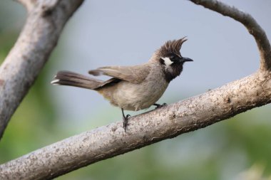 Himalaya Bulbul (Pycnonotus leucogenys), Orta ve Güney Asya 'da bulunan bir ötücü kuş türüdür..