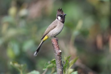 Himalaya Bulbul (Pycnonotus leucogenys), Orta ve Güney Asya 'da bulunan bir ötücü kuş türüdür..