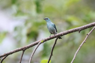 Verditer sinekkapanı (Eumyias thalassinus) Eski Dünya sinekkapanı. Bu fotoğraf Kuzeybatı Hindistan 'da çekildi (E. t. thalassinus).