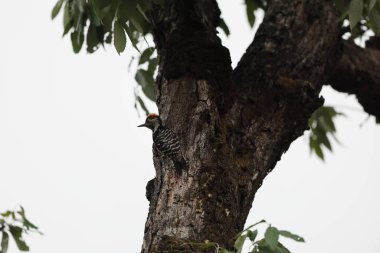 Kahverengi önlü ağaçkakan (Dendrocoptes auriceps), Picidae familyasından bir kuş türü. Bu fotoğraf Kuzey Hindistan 'da çekildi..