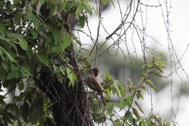Çizgili ardıç kuşu (Grammatoptila striata), Leiothrichidae familyasından bir kuş türü..