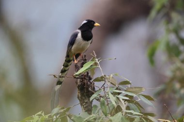 Sarı gagalı mavi saksağan (