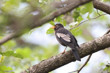Gri kanatlı karatavuk (