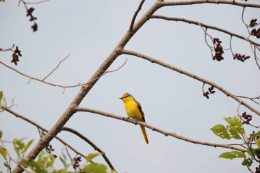 Scarlet minivet (Pericrocotus speciosus), küçük bir kuş türüdür. Bu fotoğraf Kuzey Hindistan 'da çekildi..