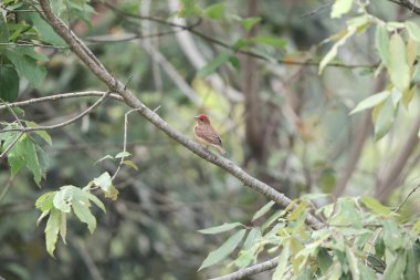 Rosefinch (