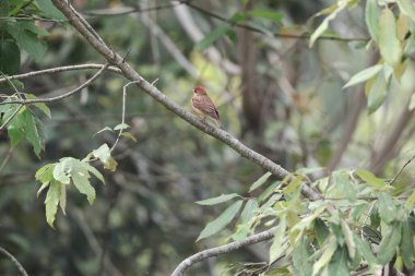 Rosefinch (