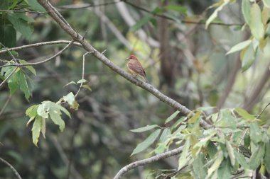 Rosefinch (