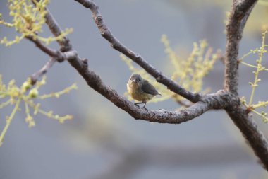 Ateş göğüslü çiçek gagalı kuş (