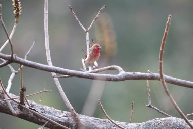 Rosefinch (