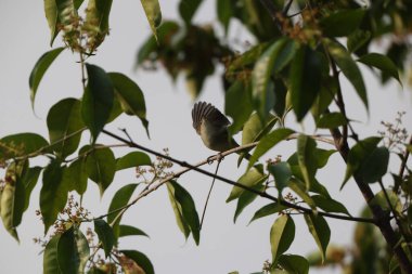 Yeşil ötleğen (Phylloscopus trochiloides viridanus), ötleğengiller (Felidae) familyasından bir ötleğen türü. Bu fotoğraf Kuzeybatı Hindistan 'da çekildi..