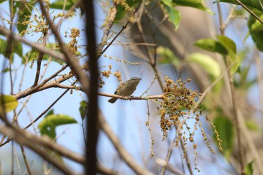 Yeşil ötleğen (Phylloscopus trochiloides viridanus), ötleğengiller (Felidae) familyasından bir ötleğen türü. Bu fotoğraf Kuzeybatı Hindistan 'da çekildi..