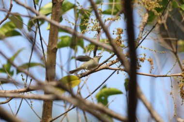 Yeşil ötleğen (Phylloscopus trochiloides viridanus), ötleğengiller (Felidae) familyasından bir ötleğen türü. Bu fotoğraf Kuzeybatı Hindistan 'da çekildi..