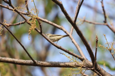 Yeşil ötleğen (Phylloscopus trochiloides viridanus), ötleğengiller (Felidae) familyasından bir ötleğen türü. Bu fotoğraf Kuzeybatı Hindistan 'da çekildi..