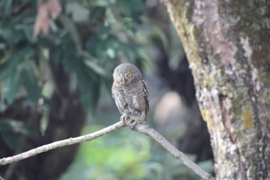 Asyalı çubuklu baykuş (