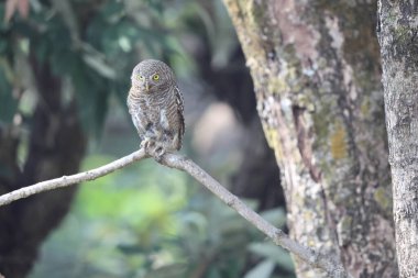 Asyalı çubuklu baykuş (