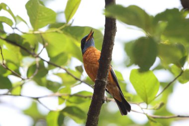Mavi başlıklı kaya ardıç kuşu (