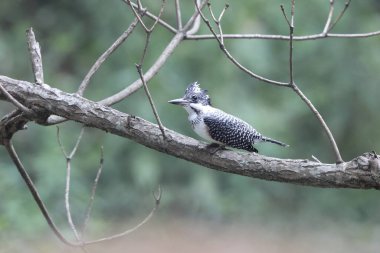 Tepeli Kingfisher (Megaceryle lugubris continentalis), Güney Asya 'nın bazı bölgelerine özgü çok büyük bir kraliyet balıkçısıdır. Bu fotoğraf Kuzey Hindistan 'da çekildi..