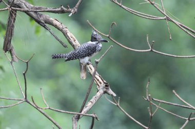Tepeli Kingfisher (Megaceryle lugubris continentalis), Güney Asya 'nın bazı bölgelerine özgü çok büyük bir kraliyet balıkçısıdır. Bu fotoğraf Kuzey Hindistan 'da çekildi..