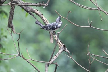 Tepeli Kingfisher (Megaceryle lugubris continentalis), Güney Asya 'nın bazı bölgelerine özgü çok büyük bir kraliyet balıkçısıdır. Bu fotoğraf Kuzey Hindistan 'da çekildi..