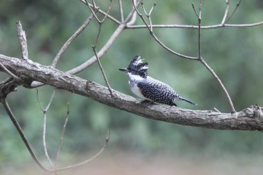 Tepeli Kingfisher (Megaceryle lugubris continentalis), Güney Asya 'nın bazı bölgelerine özgü çok büyük bir kraliyet balıkçısıdır. Bu fotoğraf Kuzey Hindistan 'da çekildi..