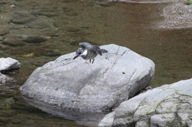 Tepeli Kingfisher (Megaceryle lugubris continentalis), Güney Asya 'nın bazı bölgelerine özgü çok büyük bir kraliyet balıkçısıdır. Bu fotoğraf Kuzey Hindistan 'da çekildi..