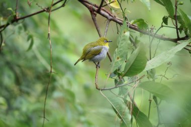 Hindistanlı beyaz göz (