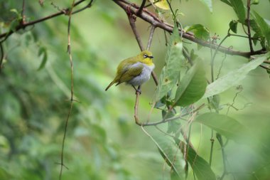 Hindistanlı beyaz göz (