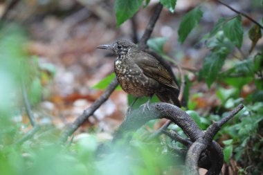 Koyu renkli ardıç kuşu (