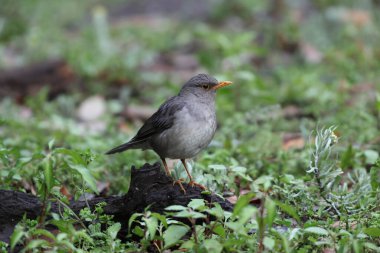 Kuzey Hindistan 'da Tickell' s Thrush (Turdus unicolor).