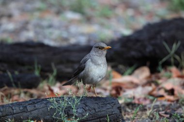Kuzey Hindistan 'da Tickell' s Thrush (Turdus unicolor).