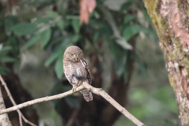 Asyalı çubuklu baykuş (